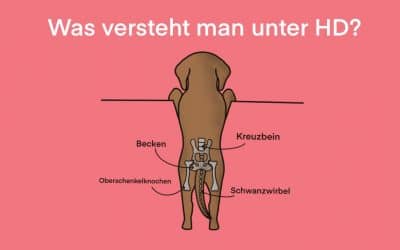 Hüftgelenkdysplasie beim Hund: Ursachen, Symptome und Lösungen für ein schmerzfreies Hundeleben