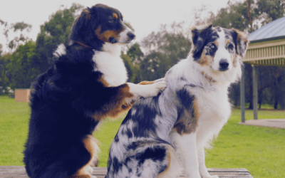 Entspannung und Wohlbefinden für deinen Hund: Die Kunst der Hundemassage