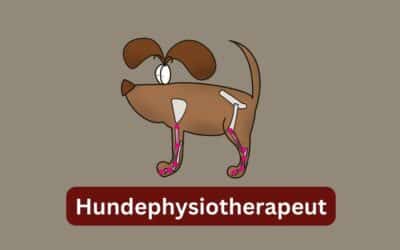 Werkzeugkasten in der Hundephysiotherapie: Einblick in die Welt der Heilmethoden für Hunde