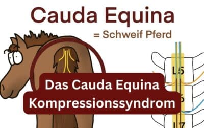 Hundehalter aufgepasst! Das Cauda Equina Kompressionssyndrom erkennen und verstehen!