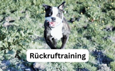 Der sichere Rückruf – So wird dein Hund rückrufbar